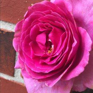 Meet your Posher, Maryam